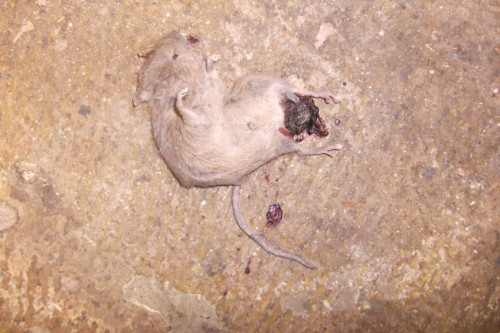 A dead mouse