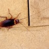 Coackroach on work surface