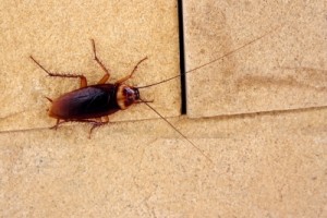 Coackroach on work surface