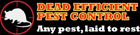 Luton Pest Control